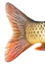 Tail of carp fish isolated on white background Royalty Free Stock Photo