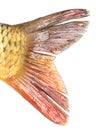 Tail of carp fish isolated on white background Royalty Free Stock Photo