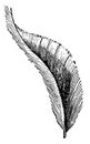 Tail covert feather I Antique Bird Illustrations