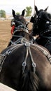 Tail croup and back rigging on draft horse