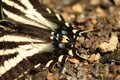 Tail details of a Western tiger swallowtail on the ground