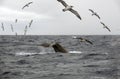 A tail of a diving blue whale, surrounded by seagulls Royalty Free Stock Photo