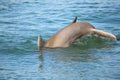 Tail of diving Common bottlenose dolphin