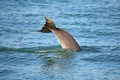 Tail of diving Common bottlenose dolphin