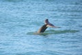 Tail of diving Common bottlenose dolphin Royalty Free Stock Photo