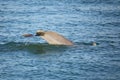 Tail of diving Common bottlenose dolphin Royalty Free Stock Photo