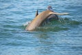 Tail of diving Common bottlenose dolphin Royalty Free Stock Photo