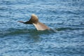 Tail of diving Common bottlenose dolphin Royalty Free Stock Photo