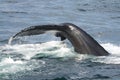 Humpback whale Royalty Free Stock Photo