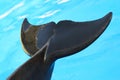 Tail of a dolphin. Royalty Free Stock Photo