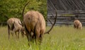 Tail End of Bull Elk Grazing In Cataloochee