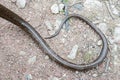 Tail of European legless lizard, Pseudopus apodus apodus