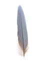 Tail feather of macaw Royalty Free Stock Photo