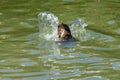 Tail feathers as a duck submerges below the water surface in search of food