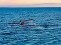 Tail fin of Humpback Whale diving in the sea Royalty Free Stock Photo