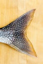 Tail fin of Lake Trout (Salvelinus namaycush) Royalty Free Stock Photo