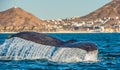 Tail fin of the mighty humpback whale above surface of the ocean. Scientific name: Megaptera novaeangliae. Natural habitat.