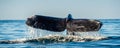 Tail fin of the mighty humpback whale above  surface of the ocean. Scientific name: Megaptera novaeangliae. Natural habitat. Royalty Free Stock Photo