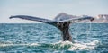 Tail fin of the mighty humpback whale above surface of the ocean. Scientific name: Megaptera novaeangliae. Natural habitat.