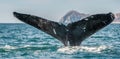 Tail fin of the mighty humpback whale above  surface of the ocean. Scientific name: Megaptera novaeangliae. Natural habitat. Royalty Free Stock Photo