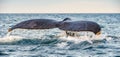 Tail fin of the mighty humpback whale above  surface of the ocean. Scientific name: Megaptera novaeangliae. Natural habitat. Royalty Free Stock Photo