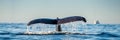 Tail fin of the mighty humpback whale above  surface of the ocean. Scientific name: Megaptera novaeangliae. Natural habitat. Royalty Free Stock Photo