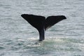 Tail fin of a spermwhale Royalty Free Stock Photo