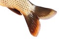 The tail of the fish carp isolated Royalty Free Stock Photo