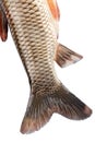 The tail of the fish carp isolated Royalty Free Stock Photo