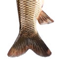 The tail of the fish carp isolated Royalty Free Stock Photo