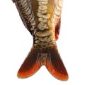 The tail of the fish carp isolated Royalty Free Stock Photo