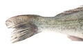 Tail fish Royalty Free Stock Photo