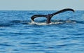 Tail fluke of diving humpback whale