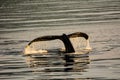 Tail fluke of a Humpback whale diving