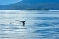 Tail Fluke of Humpback Whale Diving Royalty Free Stock Photo