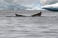 Humpback whale tail fluke in Antarctica Royalty Free Stock Photo