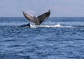 Tail Flukes Humpback Whale Pacific Ocean Mexico