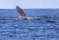 Tail Flukes Torso Humpback Whale Pacific Ocean Mexico