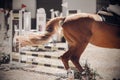 A tail fluttering in the wind and the croup of a horse galloping across a sandy field