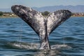 Tail of a gray whale on sea (Eschrichtius robustus) whale fluke