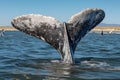 Tail of a gray whale on sea (Eschrichtius robustus) whale fluke