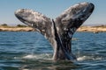 Tail of a gray whale on sea (Eschrichtius robustus) whale fluke