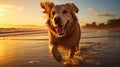 tail happy dog beach Royalty Free Stock Photo