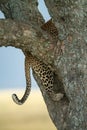 Tail and hindquarters of leopard climbing tree