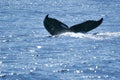 Tail Humpback Whale Royalty Free Stock Photo