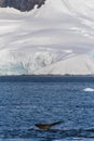 Tail of a humpback whale in the Antarctic Royalty Free Stock Photo