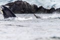 Tail of a humpback whale in the Antarctic Royalty Free Stock Photo