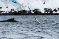 Tail of a humpback whale in the Antarctic Royalty Free Stock Photo