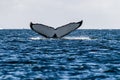 Tail of a humpback whale in the Antarctic Royalty Free Stock Photo