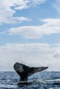 Tail of a humpback whale in the Antarctic Royalty Free Stock Photo